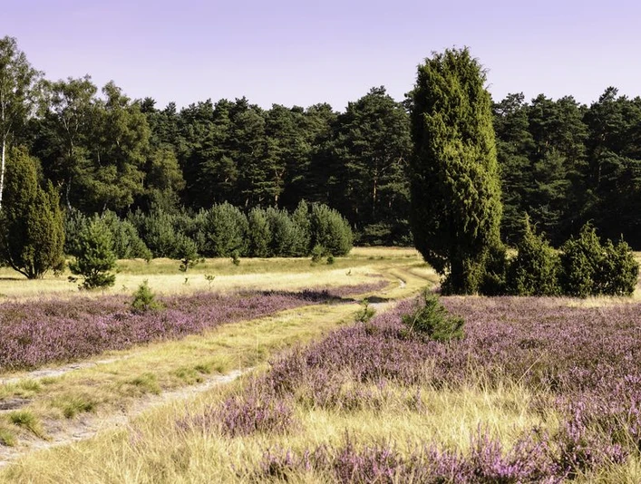 Naturerlebnispfad Südheide zur Heideblüte Naturerlebnispfad Südheide zur HeideblüteSouth Heath nature trail for the heather blossomSouth Heath natursti til lyngens blomstringSouth Heath natuurpad voor de heidebloesem