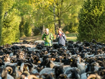Heidschnucken am Naturerlebnispfad Südheide Heidschnucken am Naturerlebnispfad SüdheideHeidschnucken on the Südheide nature trailHeidschnucken på naturstien SüdheideHeidschnucken op het natuurpad Südheide