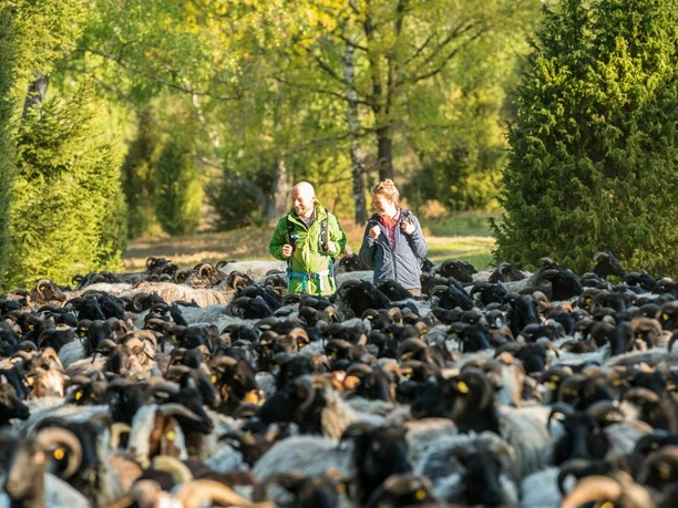 Heidschnucken am Naturerlebnispfad Südheide Heidschnucken am Naturerlebnispfad Südheide
