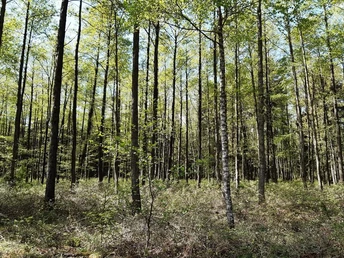 Erlenbruch Im feuchten Gebiet stehen Erlen bsonders gut.