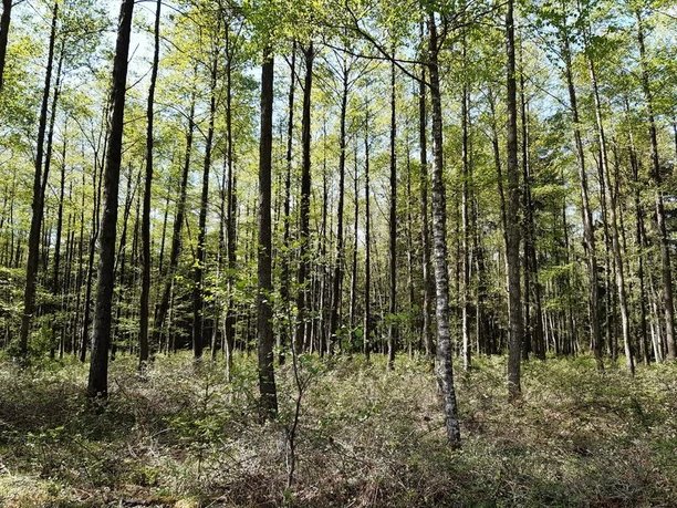 Erlenbruch Im feuchten Gebiet stehen Erlen bsonders gut.