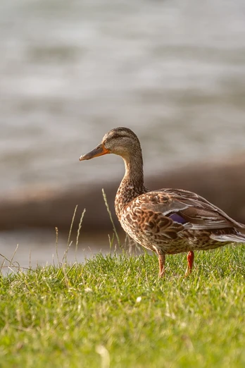 Eine Stockente steht auf einer Wiese am Ufer eines ruhig fließenden Flusses.