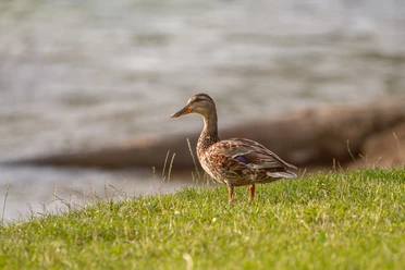 Lebewesen entlang der Emmer Eine Stockente steht auf einer Wiese am Ufer eines ruhig fließenden Flusses.