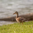 Lebewesen entlang der Emmer Eine Stockente steht auf einer Wiese am Ufer eines ruhig fließenden Flusses.