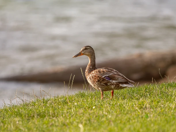 Lebewesen entlang der Emmer Eine Stockente steht auf einer Wiese am Ufer eines ruhig fließenden Flusses.