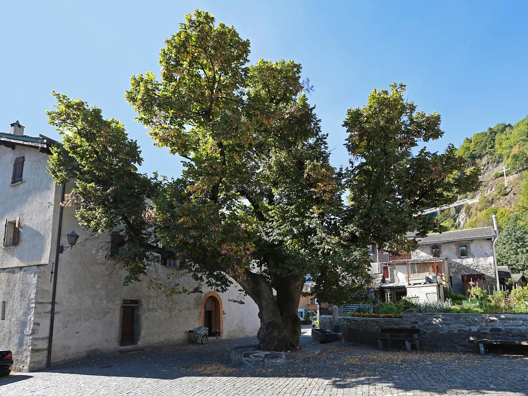 The old lime tree Die alte Linde – der Stolz eines jeden NatischersThe old lime tree