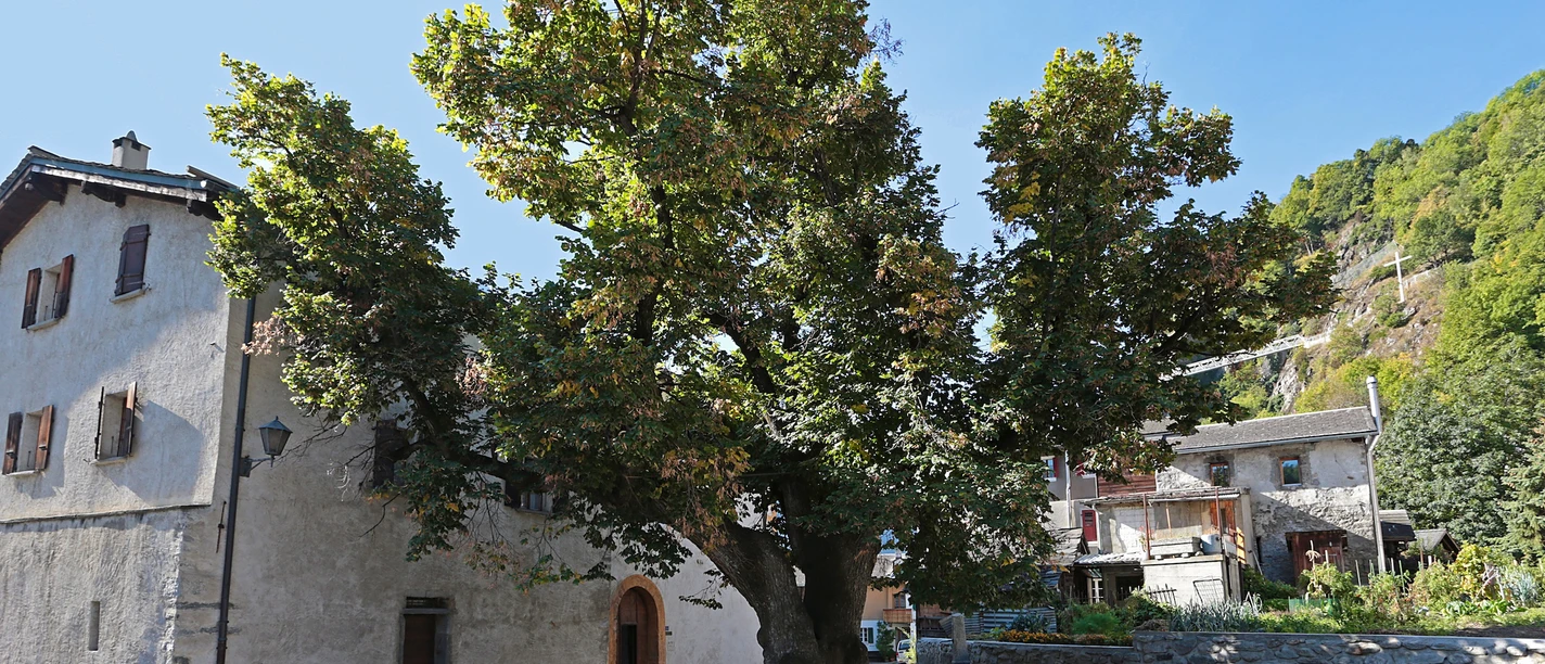 The old lime tree The old lime tree