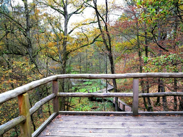 Steg oberhalb der Emsquelle in SHS Holzsteg mit Geländer, umgeben von herbstlichem Mischwald, Blick auf kleine Brücke über dem Fluss.