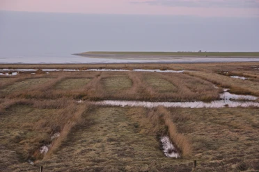 Salzwiesen am Pilsumer Leuchtturm Salzwiesen am Pilsumer Leuchtturm an der Nordsee