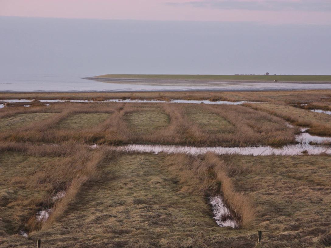 Salzwiesen am Pilsumer Leuchtturm Salzwiesen am Pilsumer Leuchtturm an der Nordsee