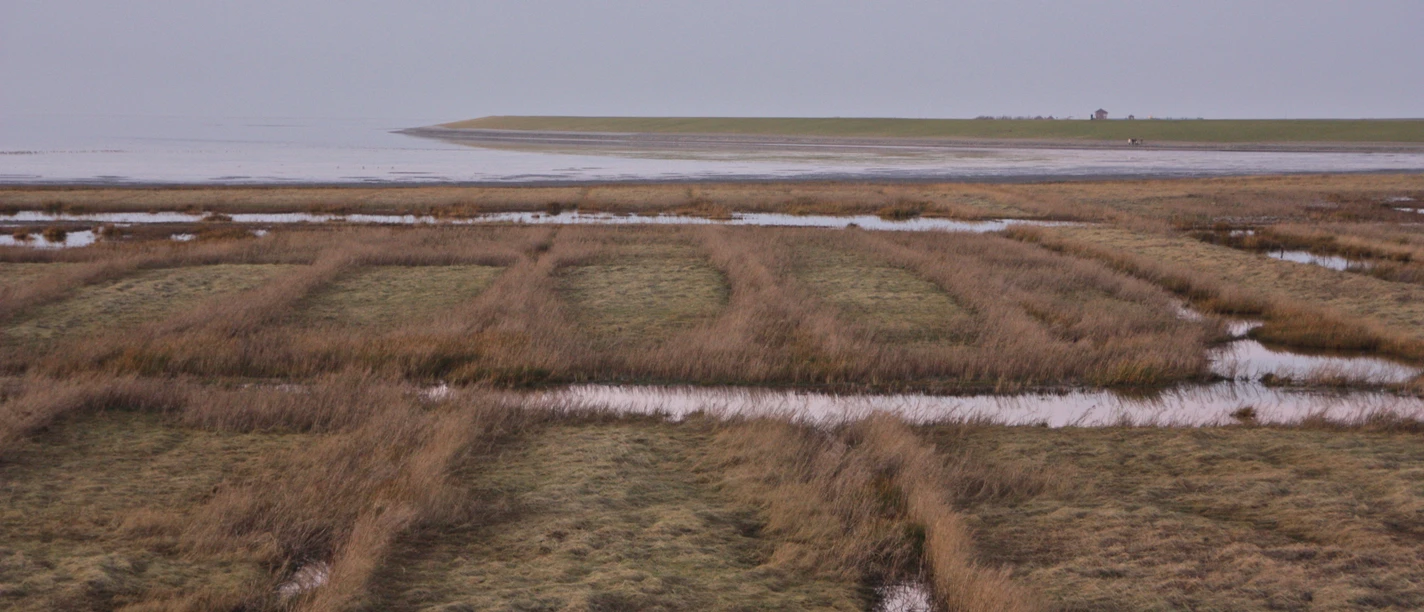 Salzwiesen am Pilsumer Leuchtturm Salzwiesen am Pilsumer Leuchtturm an der Nordsee