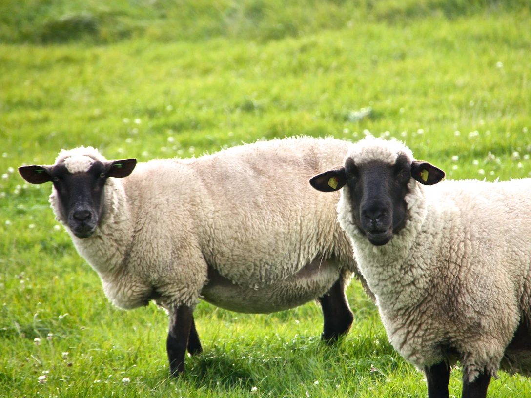 Schafe am Deich Zwei Schafe mit schwarzem Gesicht stehen auf grünem Deichgras unter freiem Himmel