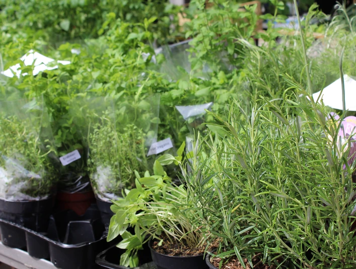 Verschiedene frische Kräuter in Töpfen wie Rosmarin und Basilikum auf einem Tisch in einer Gärtnerei.