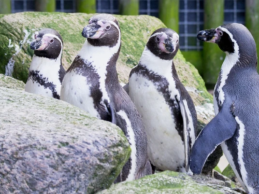 Zoo - 2013.02.11 - 15.10.09.jpg