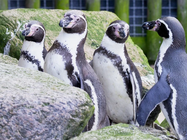 Zoo - 2013.02.11 - 15.10.09.jpg