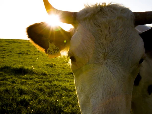 Natur Kuh auf Wiese bei Sonnenuntergang, Sonnenstrahlen leuchten durch das Ohr, Ohrmarken sichtbar.