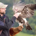 Ein Falkner präsentiert während einer Flugshow in der Adlerwarte Berlebeck einen Geier im Flug.