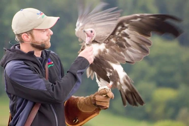 Adlerwarte Berlebeck Ein Falkner präsentiert während einer Flugshow in der Adlerwarte Berlebeck einen Geier im Flug.