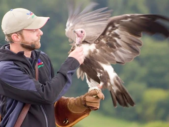Adlerwarte Berlebeck Ein Falkner präsentiert während einer Flugshow in der Adlerwarte Berlebeck einen Geier im Flug.