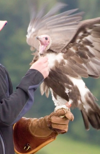 Adlerwarte Berlebeck Ein Falkner präsentiert während einer Flugshow in der Adlerwarte Berlebeck einen Geier im Flug.