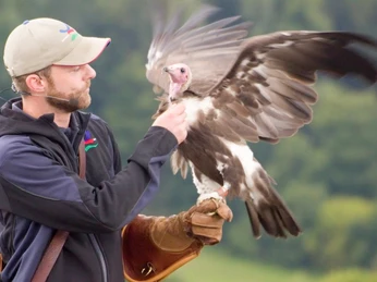 Adlerwarte Berlebeck Ein Falkner präsentiert während einer Flugshow in der Adlerwarte Berlebeck einen Geier im Flug.