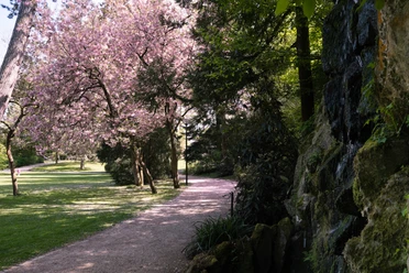 Palaisgarten Blühende Kirschbäume säumen einen ruhigen Parkweg, daneben plätschert ein kleiner Wasserfall von Felsen.