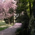 Palaisgarten Blühende Kirschbäume säumen einen ruhigen Parkweg, daneben plätschert ein kleiner Wasserfall von Felsen.
