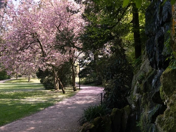 Palaisgarten Blühende Kirschbäume säumen einen ruhigen Parkweg, daneben plätschert ein kleiner Wasserfall von Felsen.