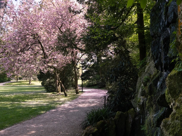 Palaisgarten Blühende Kirschbäume säumen einen ruhigen Parkweg, daneben plätschert ein kleiner Wasserfall von Felsen.