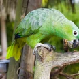 Vogelpark Heiligenkirchen Grüner Papagei sitzt auf Ast im Vogelpark Heiligenkirchen und knabbert an einem Stück Holz.