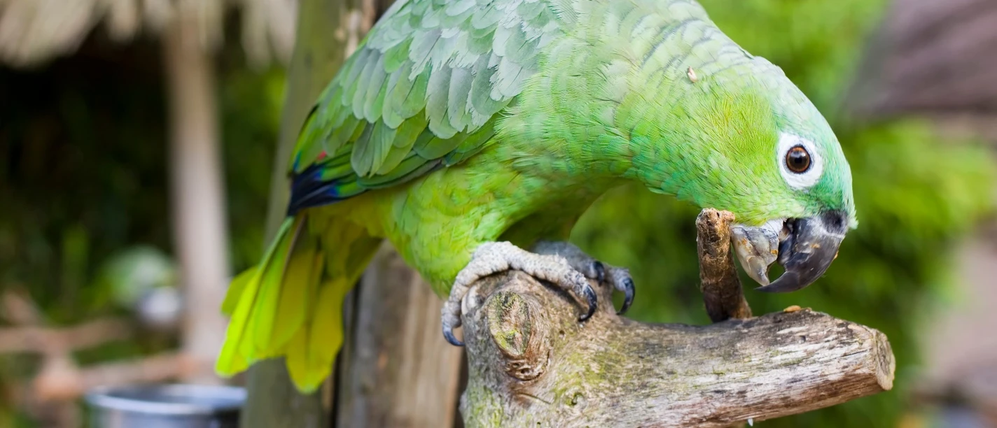 Grüner Papagei sitzt auf Ast im Vogelpark Heiligenkirchen und knabbert an einem Stück Holz.