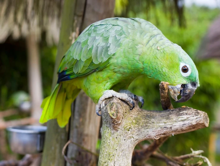 Vogelpark Heiligenkirchen Grüner Papagei sitzt auf Ast im Vogelpark Heiligenkirchen und knabbert an einem Stück Holz.
