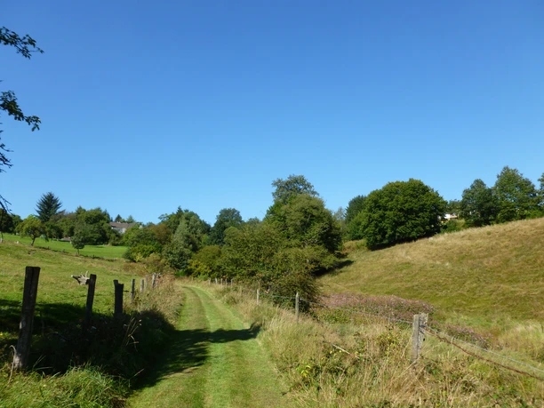 schöner Wiesenweg Grüner Feldweg in Waldlandschaft bei klarem Himmel und Bäumen im Hintergrund.