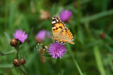 Symbolbild: Schmetterling auf Blüte Schmetterling auf lila Blüte, umgeben von grünem Gras, in natürlicher Umgebung.