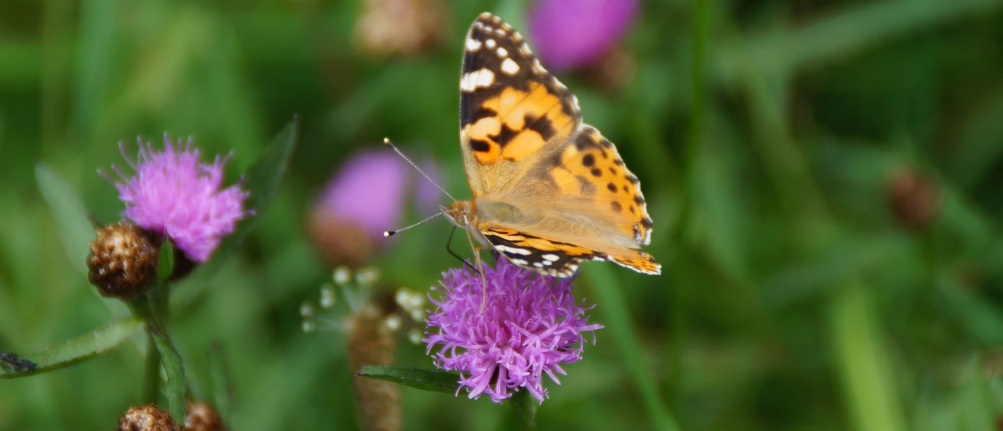 Symbolbild: Schmetterling auf Blüte Schmetterling auf lila Blüte, umgeben von grünem Gras, in natürlicher Umgebung.