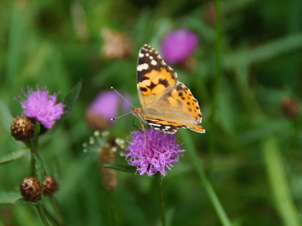 Symbolbild: Schmetterling auf Blüte Schmetterling auf lila Blüte, umgeben von grünem Gras, in natürlicher Umgebung.