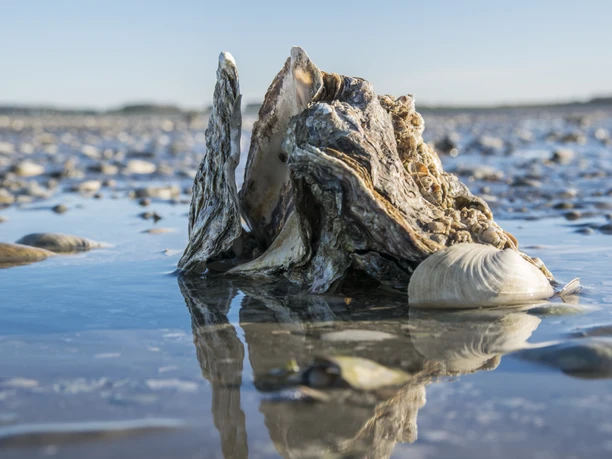 Pazifische Auster Copyright Lehmann.jpg