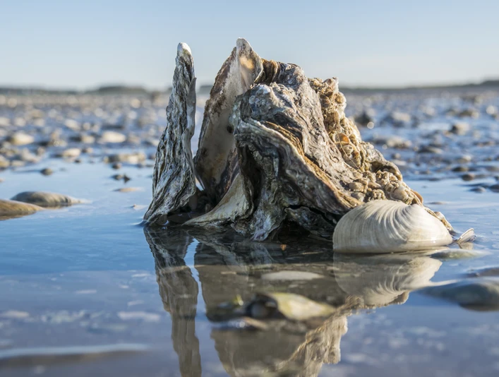 Pazifische Auster Copyright Lehmann.jpg