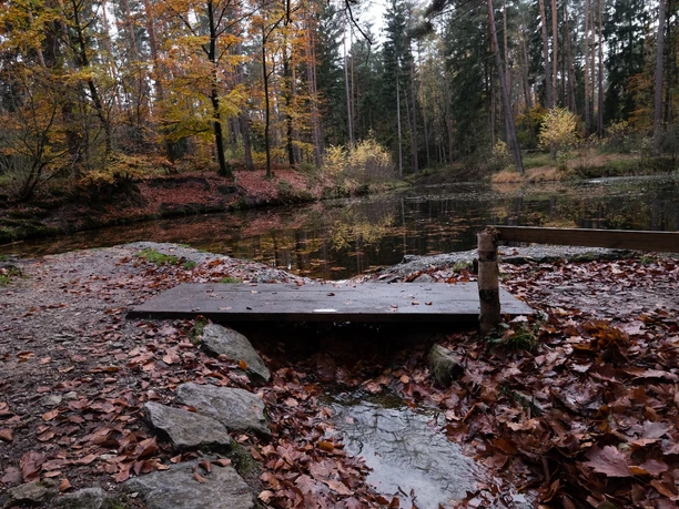 Kleiner Holzsteg am herbstlichen Waldsee, umgeben von Laub und dichten Bäumen im Hintergrund.