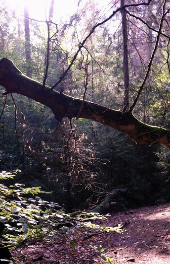 Ein gebogener Baumstamm erstreckt sich über einen bewaldeten Wanderweg in schattiger Umgebung.