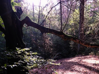 Ein gebogener Baumstamm erstreckt sich über einen bewaldeten Wanderweg in schattiger Umgebung.