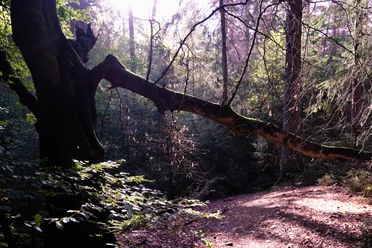 Hiddeser Bent Ein gebogener Baumstamm erstreckt sich über einen bewaldeten Wanderweg in schattiger Umgebung.