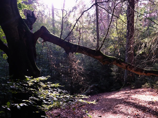 Hiddeser Bent Ein gebogener Baumstamm erstreckt sich über einen bewaldeten Wanderweg in schattiger Umgebung.