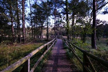 Holzsteg führt durch ein dicht bewaldetes Moorgebiet mit Kiefern und üppiger Vegetation im Hiddeser Bent.