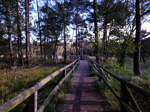 Holzsteg führt durch ein dicht bewaldetes Moorgebiet mit Kiefern und üppiger Vegetation im Hiddeser Bent.