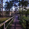 Hiddeser Bent Holzsteg führt durch ein dicht bewaldetes Moorgebiet mit Kiefern und üppiger Vegetation im Hiddeser Bent.