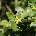 Symbolbild: Eichenblätter mit grünen Eicheln Grüne Eicheln und Eichenblätter an einem Ast in natürlicher Umgebung bei Tageslicht.