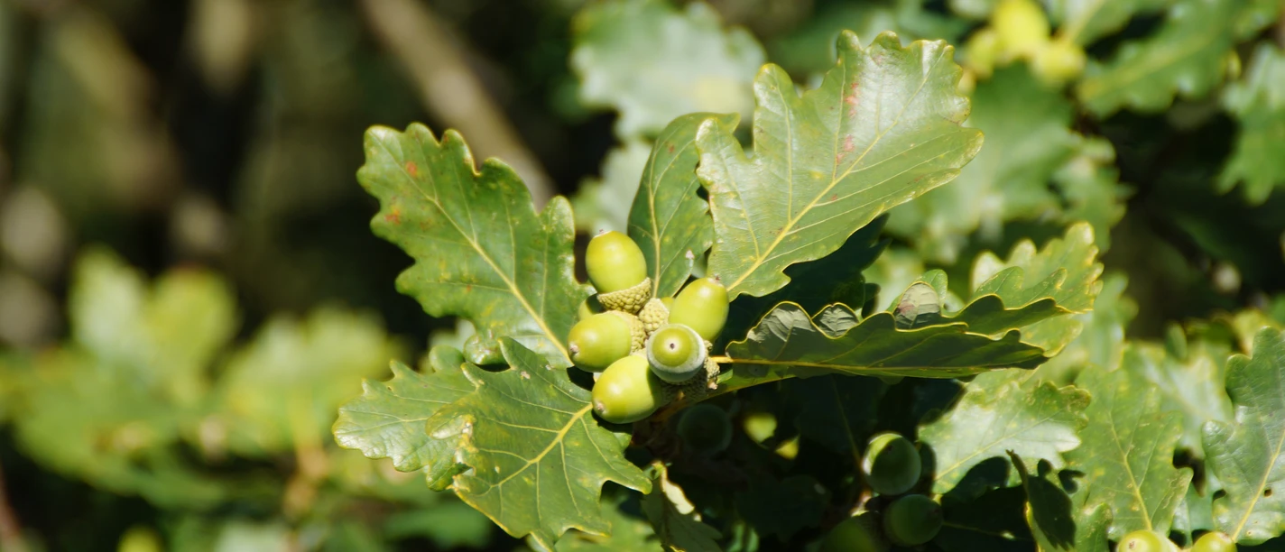 Symbolbild: Eichenblätter mit grünen Eicheln Grüne Eicheln und Eichenblätter an einem Ast in natürlicher Umgebung bei Tageslicht.