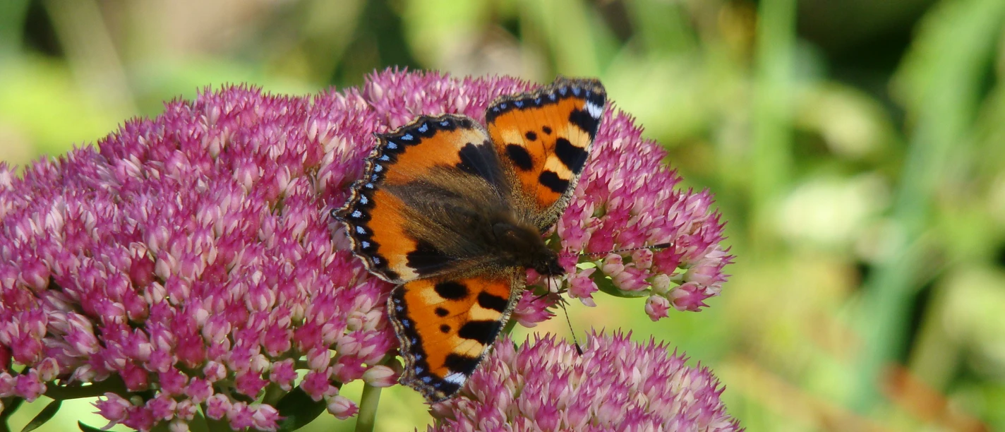 Symbolbild: Schmetterling auf Blüte Ein Kleiner Fuchs Schmetterling sitzt auf einer rosafarbenen Blüte im grünen Umfeld.