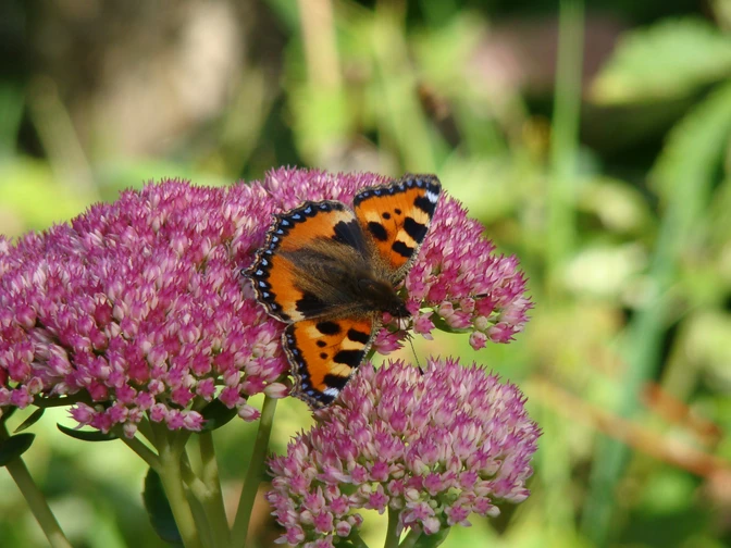 Symbolbild: Schmetterling auf Blüte Ein Kleiner Fuchs Schmetterling sitzt auf einer rosafarbenen Blüte im grünen Umfeld.